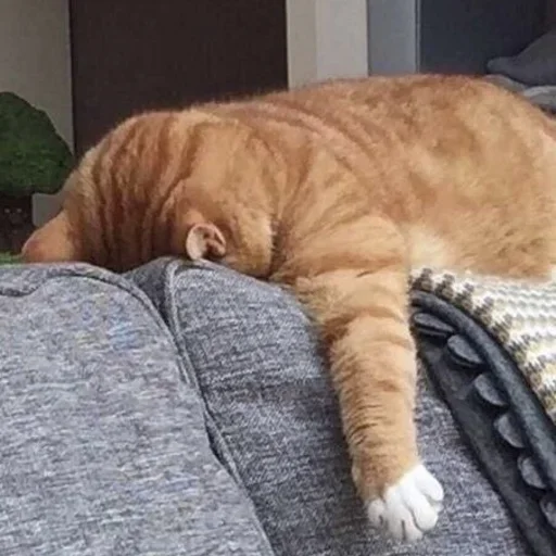 Sticker Nichë by @fStikBot - 0