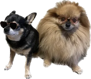 Sticker Nick&Lily - 9