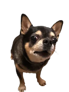 Sticker Nick&Lily - 5