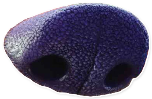 reef animal invertebrate