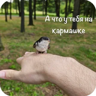Стикер Стики🦔 - 2