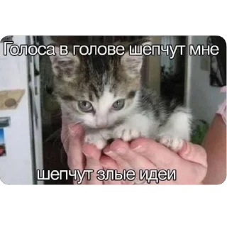 Стикер Стики🦔 - 6