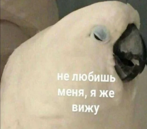 попугай животное птица