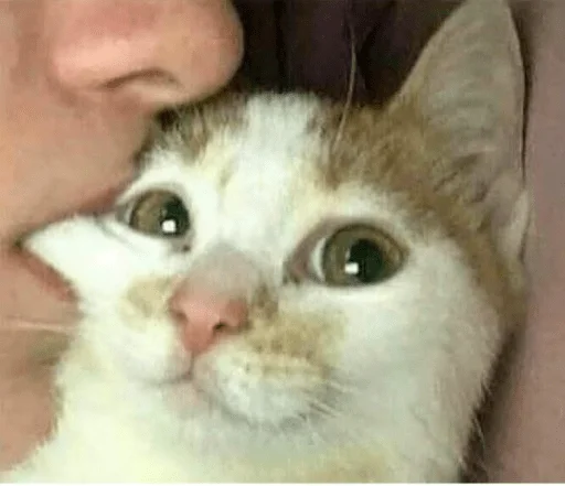 кошка домашняя кошка кошки малого и среднего размера