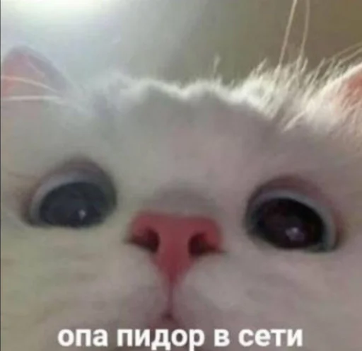 животное млекопитающее кошка