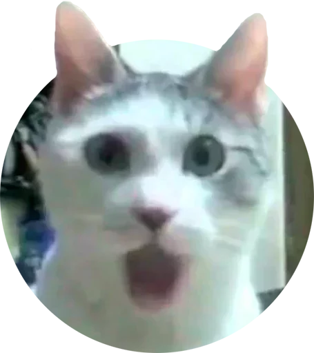 mammal animal domestic cat