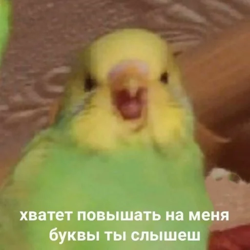 Sticker Nikina_shiza - 1