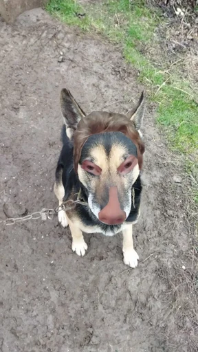 dog breed ground animal