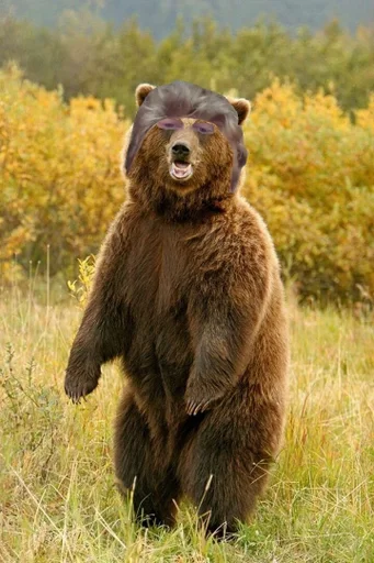 animal outdoor bear