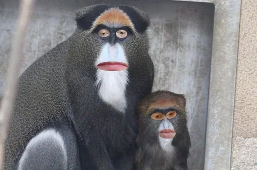 animal primate mammal