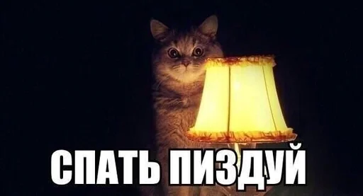 text animal domestic cat