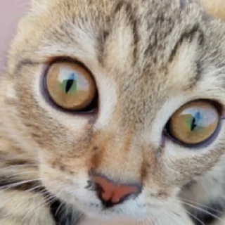 Sticker Никуля соплюля - 4