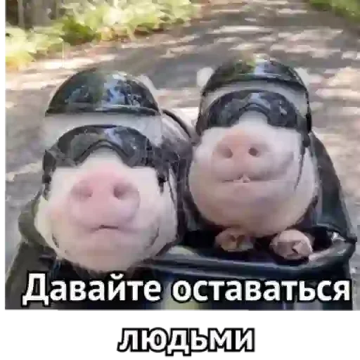 Sticker PANDA Великий хан by @stqrapp - 7