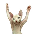 Sticker NoHairCats - 8