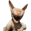 Sticker NoHairCats - 5