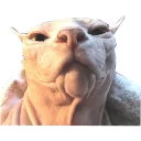 Sticker NoHairCats - 1