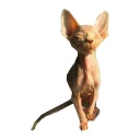 Sticker NoHairCats - 3
