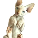 Sticker NoHairCats - 2