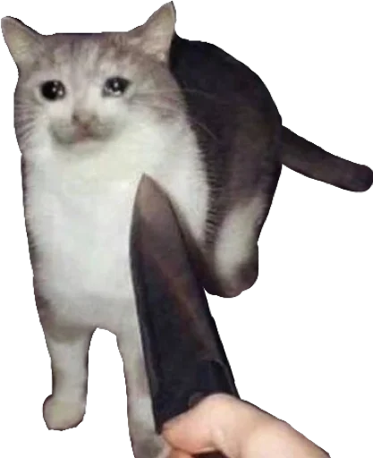 small to medium-sized cats domestic cat cat