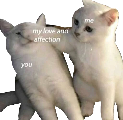 animal mammal domestic cat