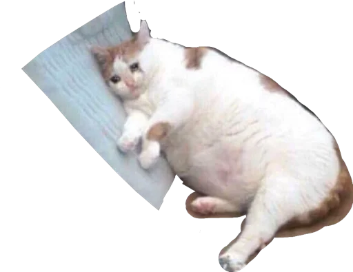 animal small to medium-sized cats domestic cat