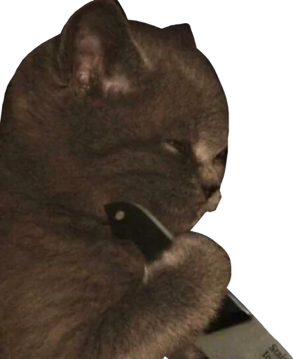 small to medium-sized cats felidae cat