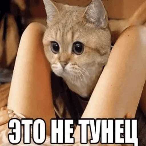 Стикер Kukareky - 9