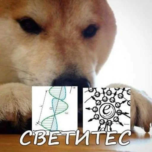 млекопитающее животное собака