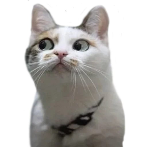 животное кошка млекопитающее