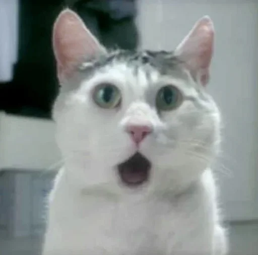 млекопитающее животное кошка