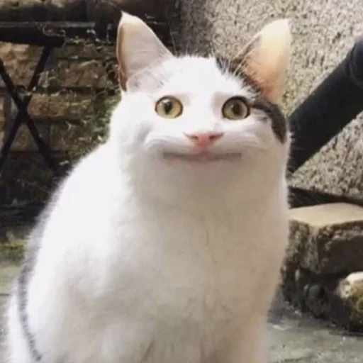 животное млекопитающее кошка