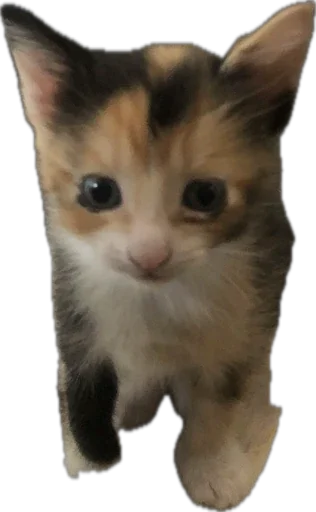 Sticker Noradyra_by_SozdaiStickeriBot - 1