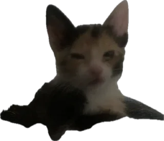 Стикер Ну что ты, Нора? @SozdaiStickeriBot - 9