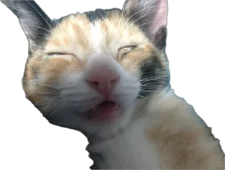 Стикер Ну что ты, Нора? @SozdaiStickeriBot - 1