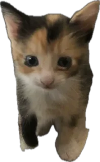 Стикер Ну что ты, Нора? @SozdaiStickeriBot - 7