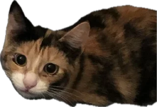 Стикер Ну что ты, Нора? @SozdaiStickeriBot - 2