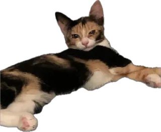 Стикер Ну что ты, Нора? @SozdaiStickeriBot - 6