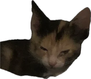 Стикер Ну что ты, Нора? @SozdaiStickeriBot - 11