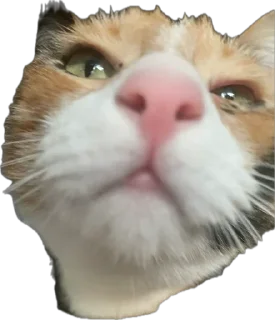 Стикер Ну что ты, Нора? @SozdaiStickeriBot - 4