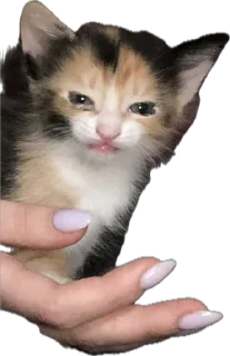 Стикер Ну что ты, Нора? @SozdaiStickeriBot - 5