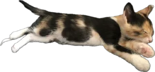 Стикер Ну что ты, Нора? @SozdaiStickeriBot - 8