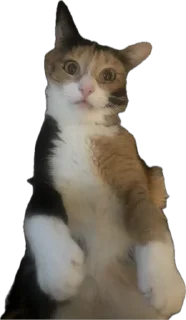 Стикер Ну что ты, Нора? @SozdaiStickeriBot - 3