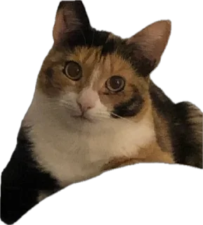 Стикер Ну что ты, Нора? @SozdaiStickeriBot - 0