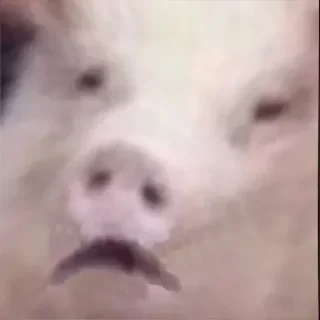 Стикер Блядей карёжит | @nazbolukr - 10