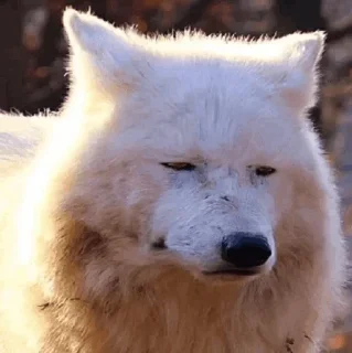 Sticker NOT THAT GRAY - 9