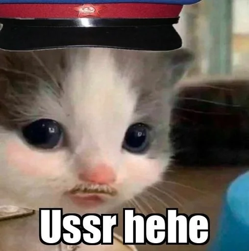 cat small to medium-sized cats mammal