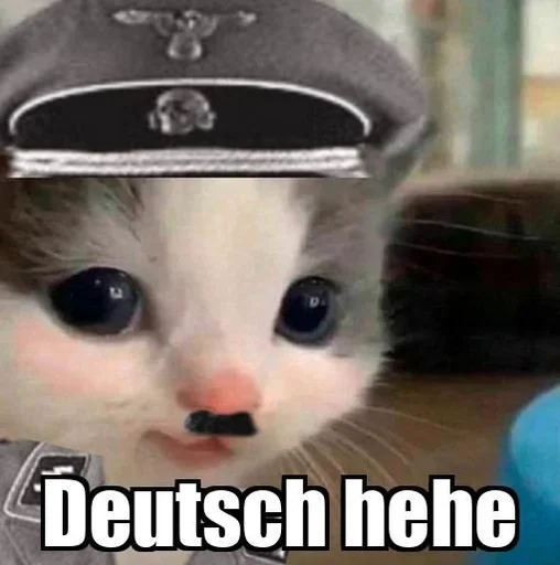 text cat small to medium-sized cats