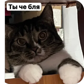 Sticker Новый - 10