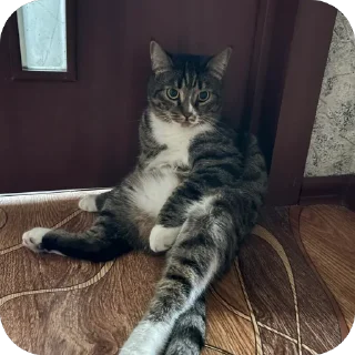 Sticker Новый - 2