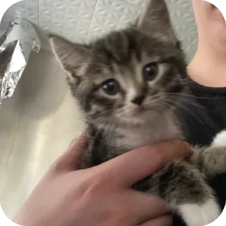 Sticker Новый - 11